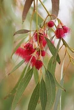 some red flowers hanging from a tree branch