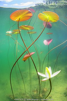 water lilies floating on the surface of a lake with green algae and blue sky in the background