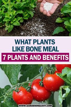 what plants like bone meal 7 plants and benefits