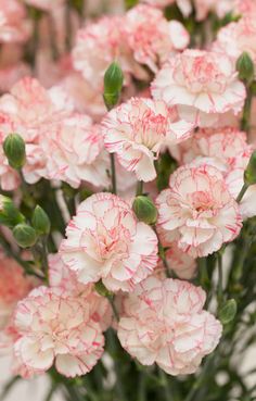 a bouquet of pink flowers with the words feli's domingo