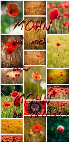 many different images of red flowers and grass