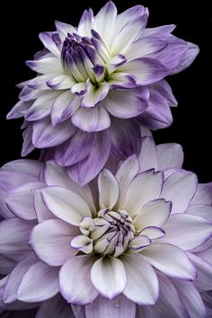 three purple and white flowers with water droplets on them