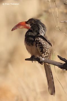 a bird sitting on top of a tree branch in front of dry grass and bushes