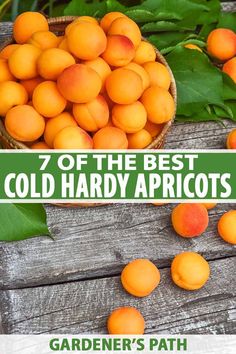 the best cold hard apricots for garden's path are in this article