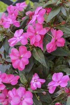 pink flowers are blooming in the garden