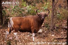 an animal that is standing in the dirt near some bushes and trees with horns on it's head