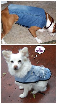 two pictures of a dog wearing a jean jacket