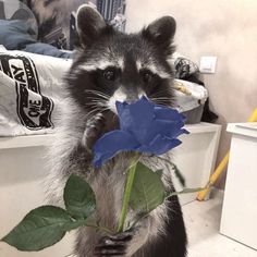 a raccoon holding a red rose in its mouth and looking at the camera