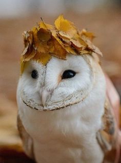 an owl with leaves on it's head is sitting in front of the camera