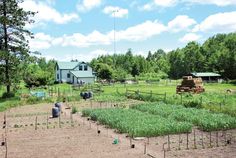 an open field with many plants growing in the dirt and some buildings on the other side