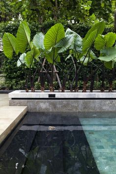 some plants are growing out of the water in front of an outdoor swimming pool that is surrounded by greenery