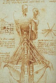 a drawing of the back of a human body