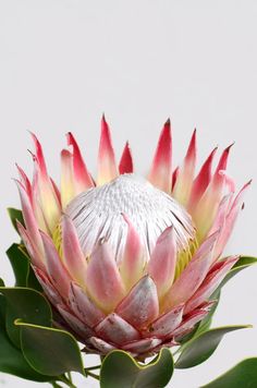 a pink and white flower with green leaves in front of a white background that has a gold frame around it