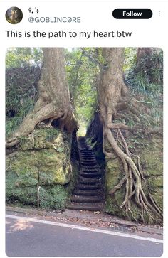 an image of a tree that is growing out of the side of a rock wall