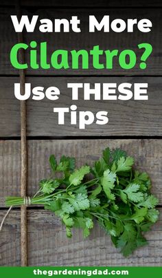 cilantro on a wooden table with the words want more clantro? use these tips