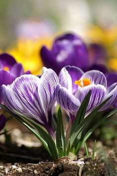 some purple flowers are growing in the dirt