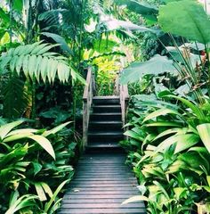 the stairs lead up to an area full of tropical plants