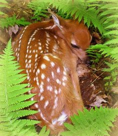 a baby deer is curled up in the ferns