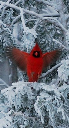 a red bird is perched in the branches of a tree covered with snow and has it's wings spread wide open