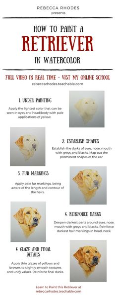 the instructions for how to paint a retriever in watercolor