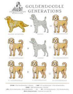 the goldendoodle's generations are shown in this chart