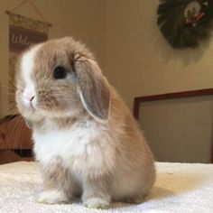 a small rabbit sitting on top of a bed