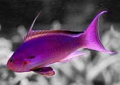 a purple fish is swimming in the water