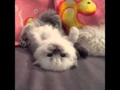 two small white dogs laying next to each other on a bed