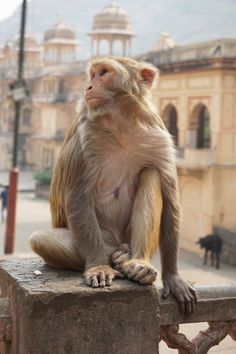 a small monkey sitting on top of a stone wall next to a building and looking off into the distance