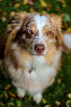 a brown and white dog sitting in the grass