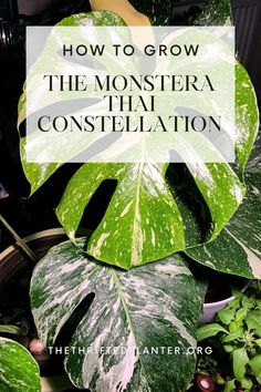 Monstera Thai Constellation Monstera Constellation, Thai Monstera, Monstera Thai Constellation, Thai Constellation, Houseplant Care, Elephant Ear Plant, Popular Hobbies, Elephant Ears, Monstera Plant