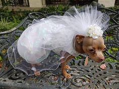 a small dog dressed up in a wedding dress on a bench with a flower in it's hair