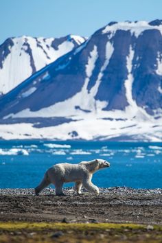 a polar bear walking on the ground in front of some snow covered mountains and water