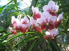 pink and white orchids are blooming in the garden