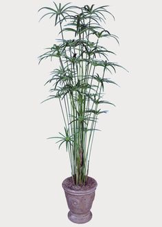 5 Foot Artificial Silk Cyperus Papyrus Green Silk Plants Canada Papyrus Plant, Cyperus Papyrus, Umbrella Plant, Boxwood Hedge, Boston Fern, Silk Plants, Artificial Trees, Decorative Pots, Nature Indoors