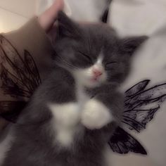 a black and white cat laying on top of a bed