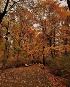 the park is full of benches and trees with yellow leaves on it's ground