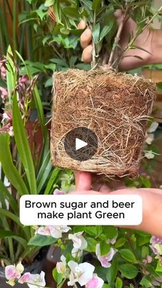 someone is holding up a plant that has been made into a bird's nest