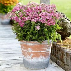 a potted plant sitting on top of a wooden table next to a stone bench