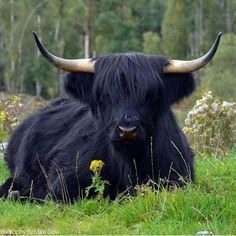 a black cow with large horns laying in the grass