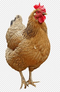 a close up of a chicken on a white background