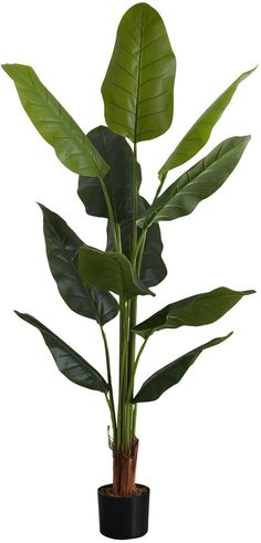 a large green plant in a black pot