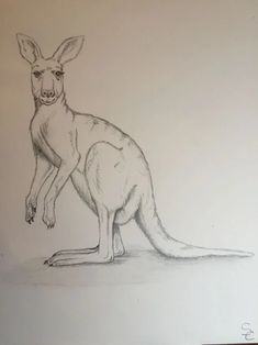 a drawing of a kangaroo sitting on the ground