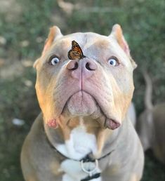 a brown and white dog with a butterfly on it's forehead looking up at the camera