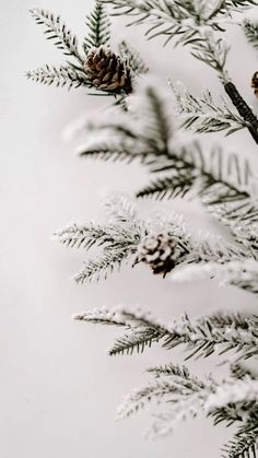 pine cones and branches covered in snow