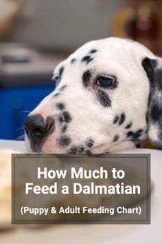 a dalmatian dog laying on top of a table next to a bowl of food