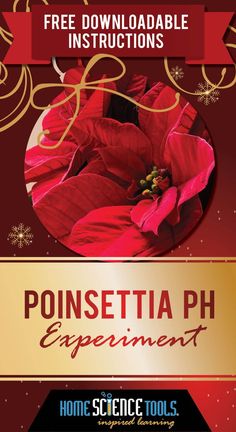 a red and gold christmas flyer with poinsettia ph experiment on the front