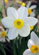 some white and yellow flowers are in the grass