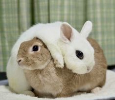 two rabbits are sitting next to each other