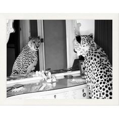 a black and white photo of two cheetah in front of a mirror